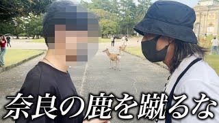 【奈良編①】鹿虐待問題を目の当たりにしました