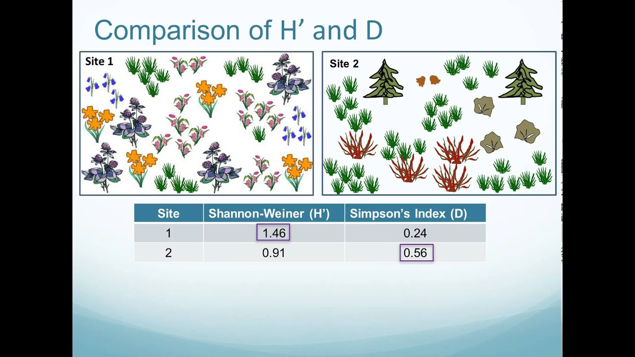 Plant Species Composition And Diversity - YouTube