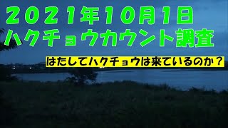 鳥屋野潟のハクチョウカウント調査１回目：２０２１年１０月１日