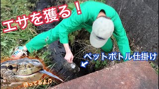 テン君(オオトカゲ)の大好きな魚をペットボトル仕掛けで獲る！