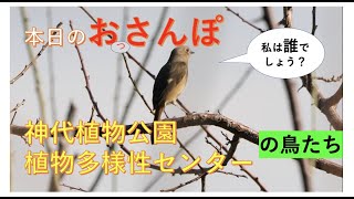 神代植物公園・植物多様性センターの鳥たち・本日のおっさんぽ