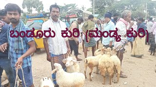 BANDUR SHEEP | BANNUR SHEEP, Malavalli Cattle Market #bannursheep