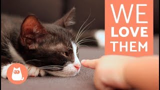 Why Do we love Cats so Much?