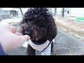 【成長日記♯39】愛犬どんぐり君　初雪を観測【黒トイプードル】