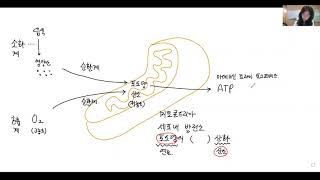 (생1)미토콘드리아(세포호흡)