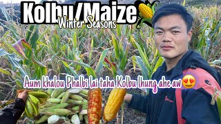 Explore the Joy of Maize🌽Farming!// Phalbi laia Kolbu tuidan chom beh🥰