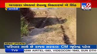 Caught on cam: Lions spotted in farms in Bagasara, Amreli| TV9News