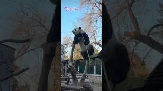 萌兰一字马又整新活～么么儿是没有创作瓶颈的！！！Panda Menglan