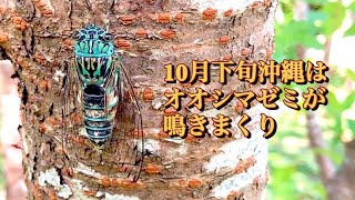 オオシマゼミが最盛期 １０月下旬の沖縄は賑やかです　セミの鳴き声