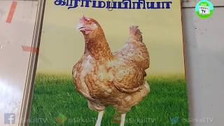 கிராமப்பிரியா கோழிகள் |Garamapirya Hens | Upgraded Nammakal Hens