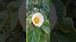 Thespesia populnea, commonly known as the portia tree, Pacific rosewood, Indian tulip tree.