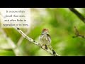 common tailorbird juvenile calling for parents