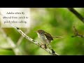 common tailorbird juvenile calling for parents