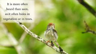 Common Tailorbird Juvenile calling for parents