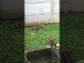 Cat vs Iguana Costa Rica #shorts