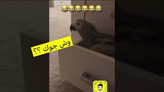 سعيد بن تركي - كوكو طلع بكلمه جديده ( وش جوك ؟😂