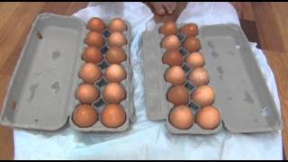 How to do the walking on eggs science experiment