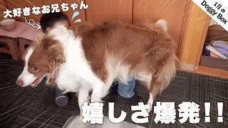 【Doggy Box 5月号】大好きなお兄ちゃんの帰宅と新しいおもちゃで嬉しさが爆発しちゃったボーダーコリー【仲良しな犬と子供】