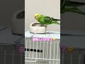 朝ごはんを食べに来たぴぃ〜カイ💕 shorts セキセイインコ