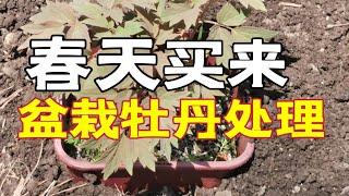 青石话牡丹芍药  春天买来盆栽牡丹后咋办～ 落地、盆栽…栽盆？逐一道来  Tree Peony Care