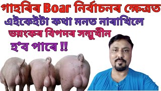 গাহৰিৰ ব’ৰ নিৰ্বাচনৰ ক্ষেত্ৰত এইকেইটা কথা মনত নাৰাখিলে ভয়ংকৰ বিপদৰ সন্মুখীন হ’ব পাৰে/Pig farm  Assam