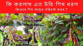 কিভাবে শিম গাছের পরিচর্যা করব,  কি করলাম এত উরি/শিম ধরল #shim #Sim #Uri #শিম #উরি