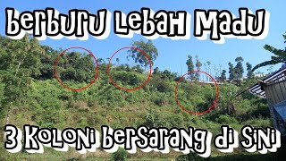 berburu lebah madu di hutan  dapat 3 koloni