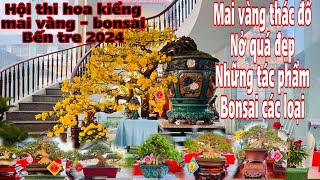 hội thi mai vàng -  bonsai 2024 bến tre