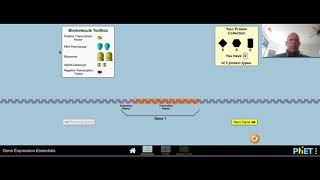 Gene Expression Essentials Simulation Tutorial