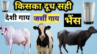 जर्सी गाय, देशी गाय ओर भैंस में किसका दूध सही है।cow and buffalo milk difference. gaay or bhens