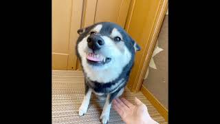 【反抗期】犬芸が嫌すぎる柴犬