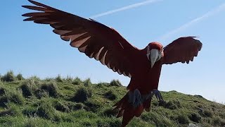 Parrot Flies Free Through The Scottish Countryside