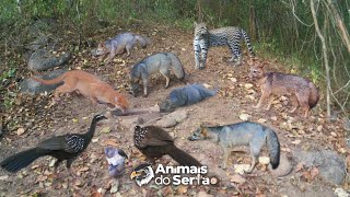 REGISTREI JAGUATIRICA, JACÚ, GATO MOURISCO, TAMANDUÁ E MUITAS AVES