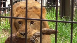 ライオン　スカイくん　鹿肉をくわえて自慢げに見せつけます　【のんほいパーク】　Lion Sky-kun Toyohashi Zoo