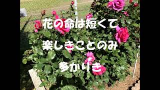 【花の命は短くて】林芙美子