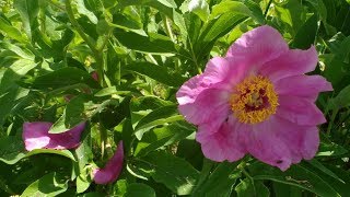 Peonia (Paeonia officinalis) medicinal plant