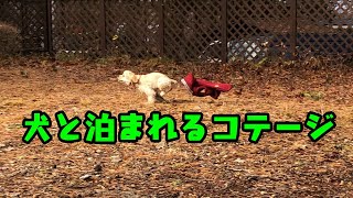 わんこと泊まれるコテージ | 小田急山中湖フォレストコテージ