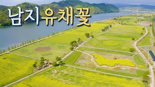 남지유채꽃 드론 영상