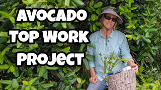 Avocado Top Work Project