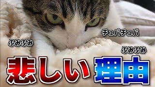 猫が毛布をチュパチュパ・ふみふみする悲しい理由