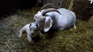 goatlog: Mio's kids day 1 (2016-01-29)