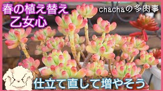 【多肉植物】つぶつぶセダム乙女心🌸春の植え替えと仕立て直しで増やそう✨