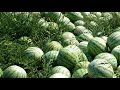 The Success Story of Watermelon Agriculture