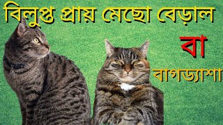 মেছো বাঘ || হারিয়ে যাওয়া বন্য প্রাণী || Fishing Cat || Suptagni News