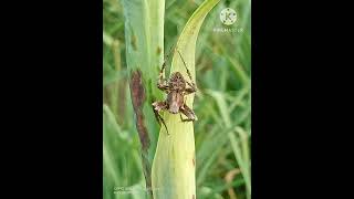 RAMASAMY OOTY TEA HILLS KING 8738#🕷️BLACK SILANTHI  POOCHI#🕷️SPIDER#🕸️கருப்பு சிலந்திப் பூச்சி#🕸️