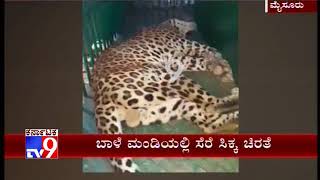 Leopard Has Been Captured in the APMC Yard at Mysuru