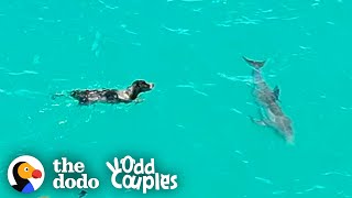 Dog And Wild Dolphin Play Whenever They See Each Other | The Dodo Odd Couples
