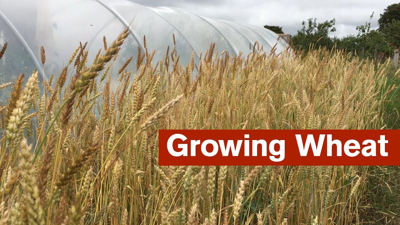 Growing Wheat For The First Time Youtube