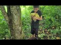 train an orphan boy to climb the forest to pick sour star fruit