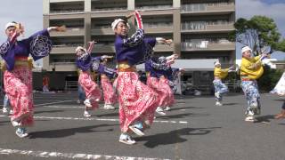 よさこいあっぱれ（古今東西〜百花繚乱〜）  2017.8.5すずフェス サンズ会場